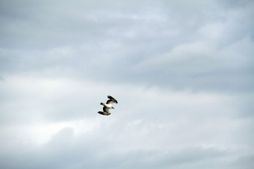 Seagull in dive mode