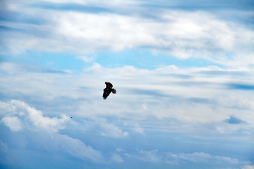 Lone seagull over Jax Beach