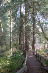 James Irvine trail to Fern Canyon Loop through the Redwoods California