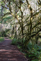 Moss covered branches at James Irvine Trail in Redwood State Park California