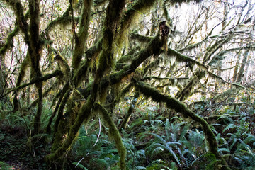 Moss covered branches at James Irvine Trail in Redwood State Park California