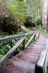 James Irvine trail to Fern Canyon Loop through the Redwoods California