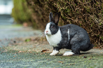close up of one beautiful black rabbit with white haired face and chest, sitting in front of the bushes in the park