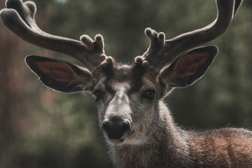 A big muledeer stag with summer velvet on his antlers