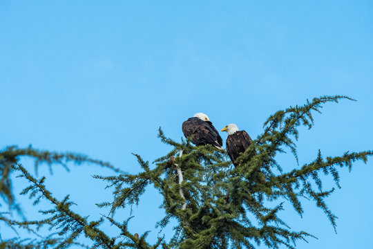 close up of two bald eagles resting on top of pine tree in the park under blue sky