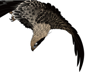 浮世絵　鷲　その1