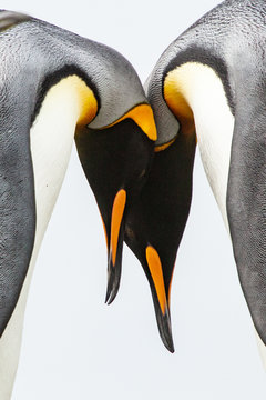 King Penguin Couple South Georgia