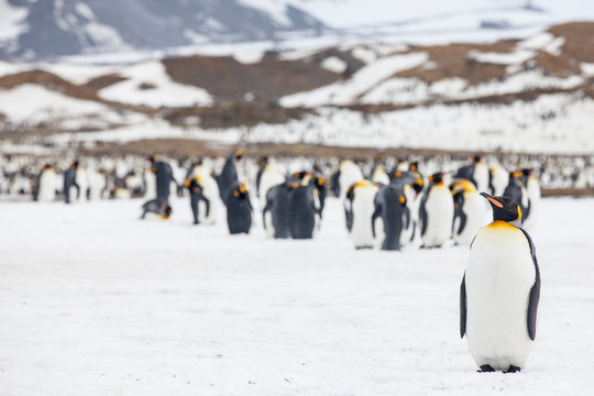 King Penguins, St Andrews, South Georgia, Antarctica