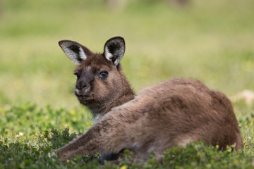 A western grey kangaroo, Macropus fuliginosus, subspecies Kangaroo Island kangaroo, reclining in grass.