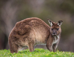 A western grey kangaroo, Macropus fuliginosus, subspecies Kangaroo Island kangaroo, standing in a grassy pasture.