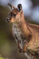 Fototapeta premium Portrait of a western grey kangaroo, Macropus fuliginosus, subspecies Kangaroo Island kangaroo.