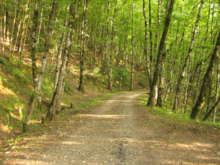 Beautiful Dirt Road In The Forest. Crossing a dirt road through the forest.