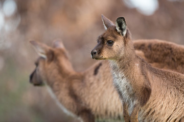 Naklejka na ściany i meble Portrait of a western grey kangaroo, Macropus fuliginosus, subspecies Kangaroo Island kangaroo.