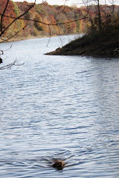 Patoka 