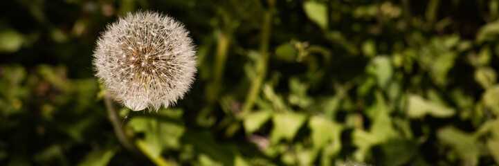 Horizontal background with white dandelion