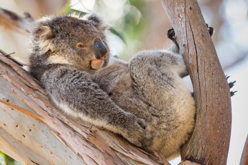 A koala,  Phascolarctos cinereus, reclining in a eucalyptus tree.