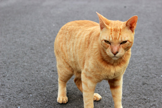 茶色い猫 のストック写真 ロイヤリティフリーの画像 ベクター イラスト Adobe Stock