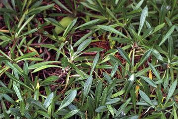 路肩に生えた深緑の雑草