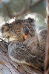 A koala,  Phascolarctos cinereus, reclining in a eucalyptus tree.