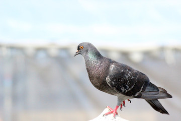 石塔で休み遠くを眺める鳩