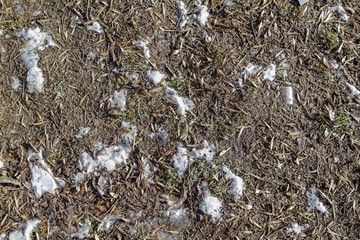 Earth in winter covered with green grass and snow
