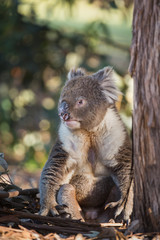 A large male koala, Phascolarctos cinereus, sitting upright under a  tree.