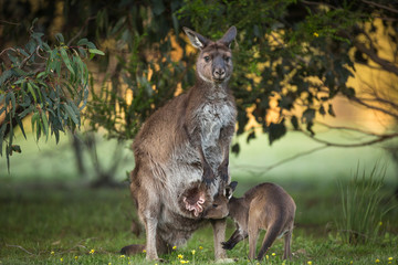 A western grey kangaroo joey with its mother with open pouch, Macropus fuliginosus, subspecies Kangaroo Island kangaroo.