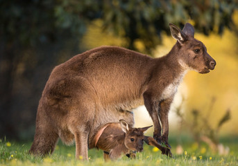Naklejka na ściany i meble A western grey kangaroo joey coming out of the pouch, Macropus fuliginosus, subspecies Kangaroo Island kangaroo.