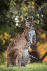 A western grey kangaroo with joey legs coming out of the pouch, Macropus fuliginosus, subspecies Kangaroo Island kangaroo.