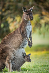 A western grey kangaroo with joey looking out of the pouch, Macropus fuliginosus, subspecies Kangaroo Island kangaroo. © JAK
