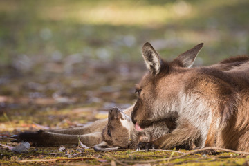 A western grey kangaroo joey being groomed by its mother on the ground, Macropus fuliginosus, subspecies Kangaroo Island kangaroo. © JAK