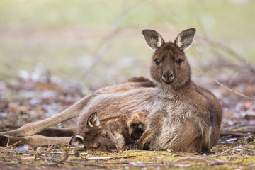A western grey kangaroo joey sleeping with its mother on the ground, Macropus fuliginosus, subspecies Kangaroo Island kangaroo. © JAK