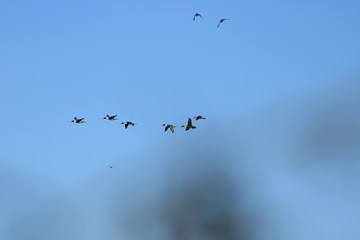 American Pintail in flight