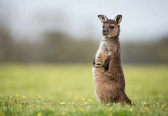A joey western grey kangaroos. Macropus fuliginosus, subspecies Kangaroo Island kangaroo, standing in the grass.