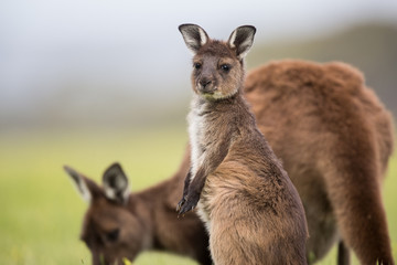 A joey western grey kangaroos. Macropus fuliginosus, subspecies Kangaroo Island kangaroo, standing in the grass. © JAK