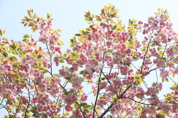 可愛いピンクの八重桜
