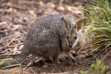 Naklejka na ściany i meble A tammar wallaby, Macropus eugenii.