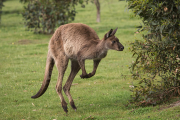 A western grey kangaroo. Macropus fuliginosus, subspecies Kangaroo Island kangaroo, hopping in the grass. - obrazy, fototapety, plakaty