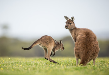 Naklejka na ściany i meble A joey western grey kangaroo returning to its mother. Macropus fuliginosus, subspecies Kangaroo Island kangaroo.
