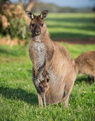 Fototapeta premium A western grey kangaroo with joey looking out of the pouch, Macropus fuliginosus, subspecies Kangaroo Island kangaroo.
