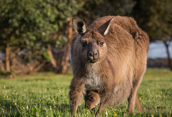 A western grey kangaroo with joey looking out of the pouch, Macropus fuliginosus, subspecies Kangaroo Island kangaroo. © JAK