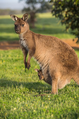 A western grey kangaroo with joey looking out of the pouch, Macropus fuliginosus, subspecies Kangaroo Island kangaroo.