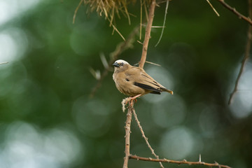 Grey-capped social weaver (Pseudonigrita arnaudi) perched on tree branch with nests behind, Amboseli, Kenya