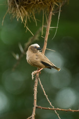 Grey-capped social weaver (Pseudonigrita arnaudi) perched on tree branch with nests behind, Amboseli, Kenya