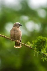 Grey-capped social weaver (Pseudonigrita arnaudi) perched on tree branch with nests behind, Amboseli, Kenya