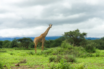 Masai giraffe (Giraffa camelopardalis tippelskirchii) standing in grassland, Amboseli, Kenya