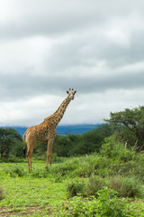 Masai giraffe (Giraffa camelopardalis tippelskirchii) standing in grassland, Amboseli, Kenya