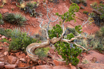 Gnarled Juniper Tree in Sedona Arizona