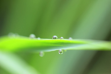 morning dew drops on green grass leaves