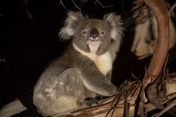 A koala,  Phascolarctos cinereus, sitting in  eucalyptus tree at night. © JAK